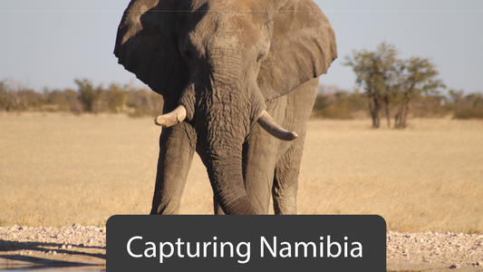 A Journey Through Contrast and Colour