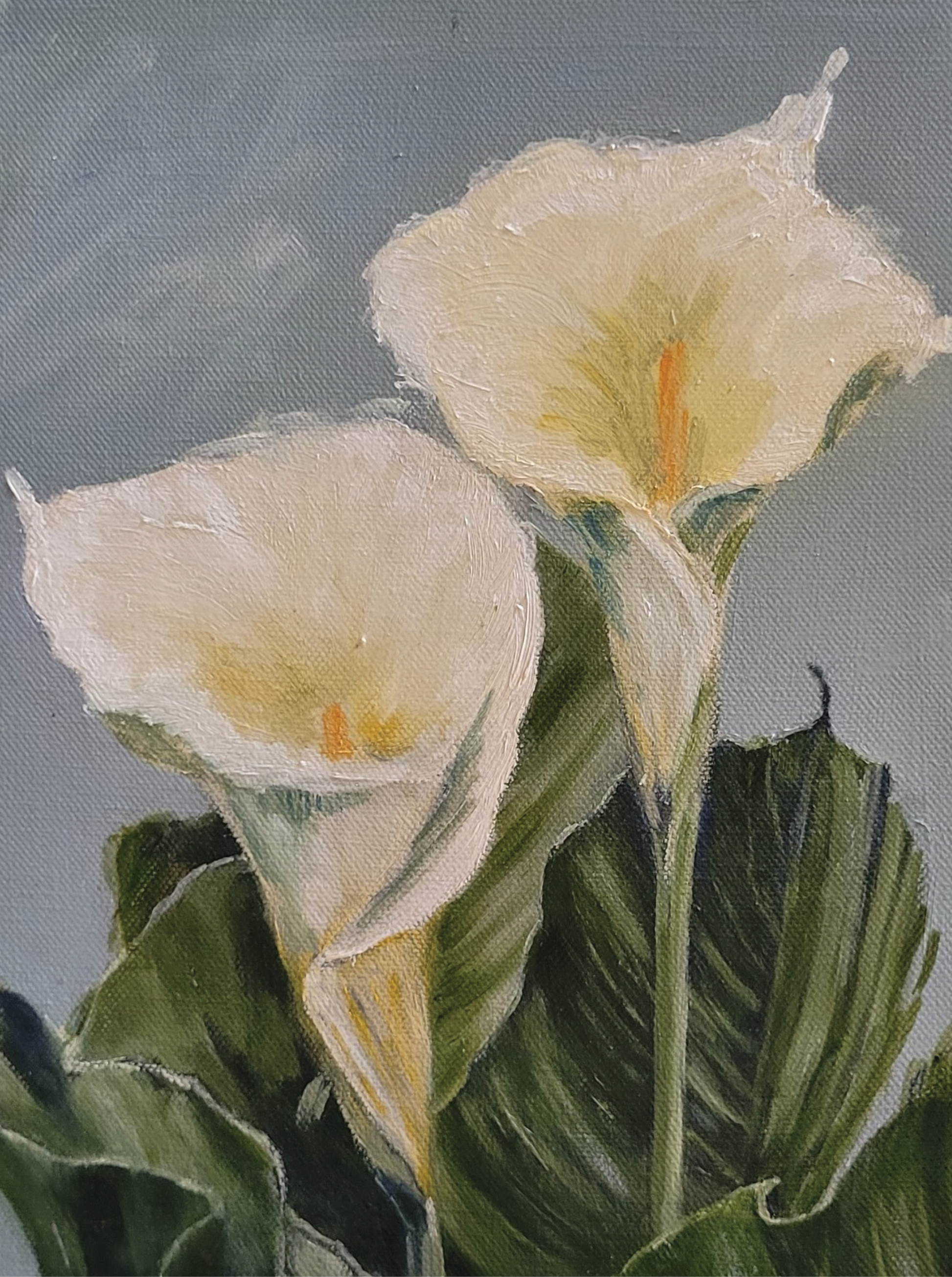 Arum Lilies in Bloom – Original Painting by Di Lamble – Fine Arts 4ALL