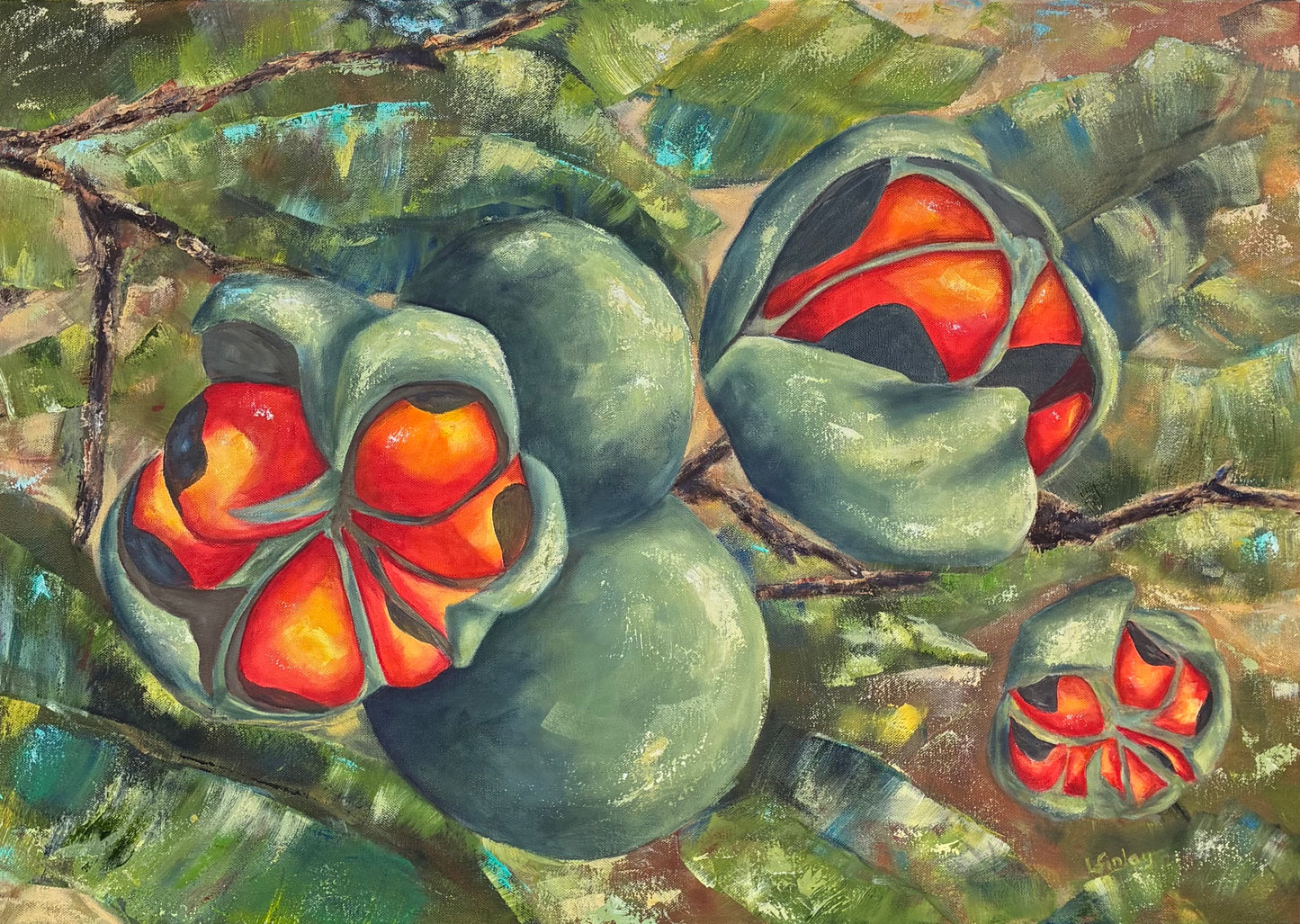 Natal Mahogany Pods - Vibrant Botanical Oil Painting by Liz Finlay